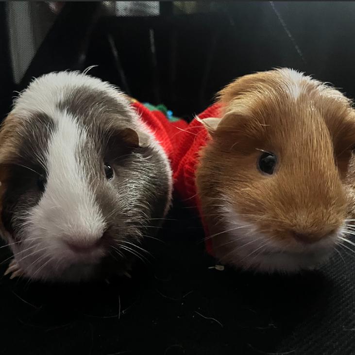 Calamariz, a Adoptable Guinea Pig in South Elgin, IL image 4/6
