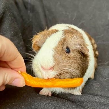 Calamariz, a Adoptable Guinea Pig in South Elgin, IL image 5/6