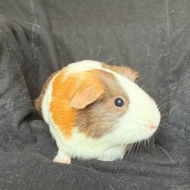 Calamariz, a Adoptable Guinea Pig in South Elgin, IL image 6/6