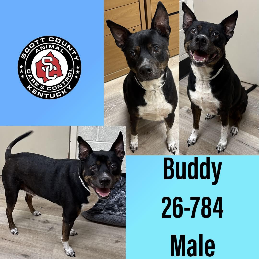 Enlarge Buddy, a Adoptable Pit Bull Terrier in Georgetown, KY image 1/1