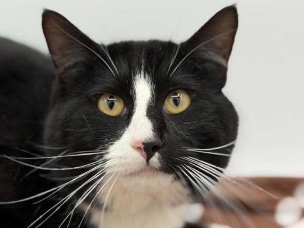 Enlarge Mittens, a Adoptable mixed breed in Portland, OR image 1/1