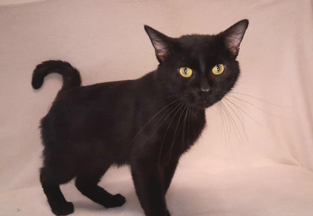 NITRO, Adoptable, Young Male Domestic Short Hair.