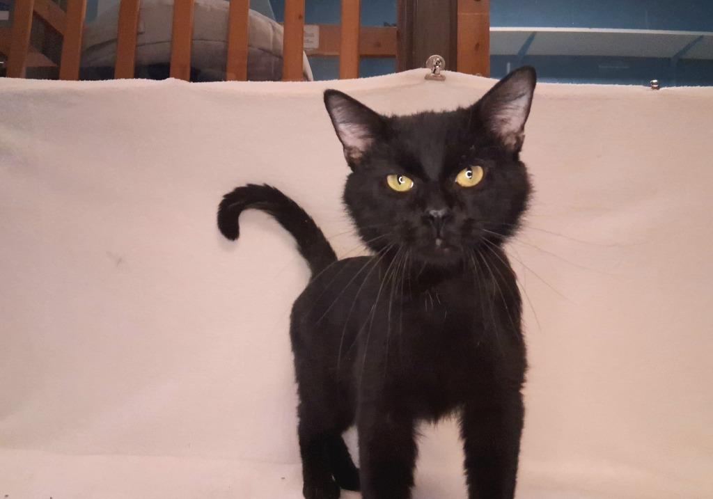 Enlarge NITRO, a Adoptable mixed breed in Wintersville, OH image 2/4