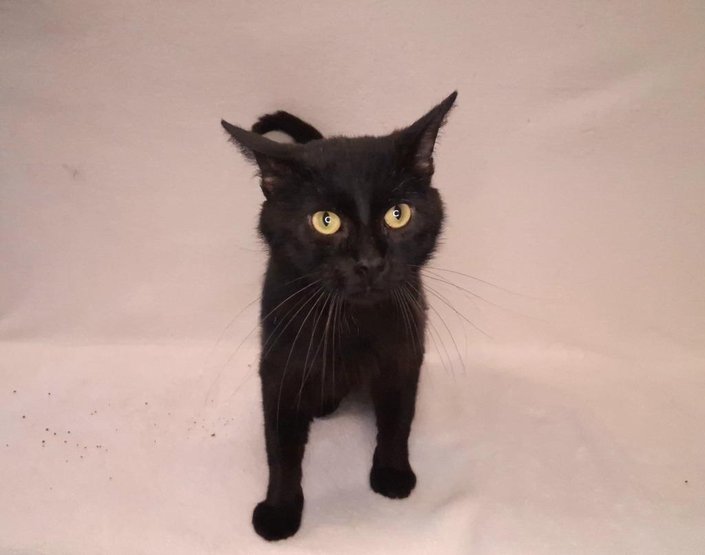 Enlarge NITRO, a Adoptable mixed breed in Wintersville, OH image 4/4