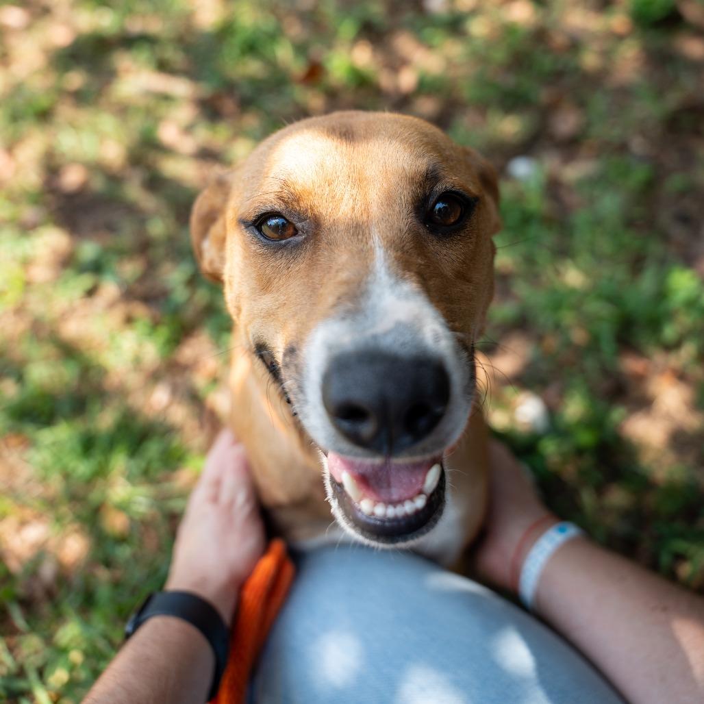 Laura, Adoptable, Adult Female Labrador Retriever & Mixed Breed.