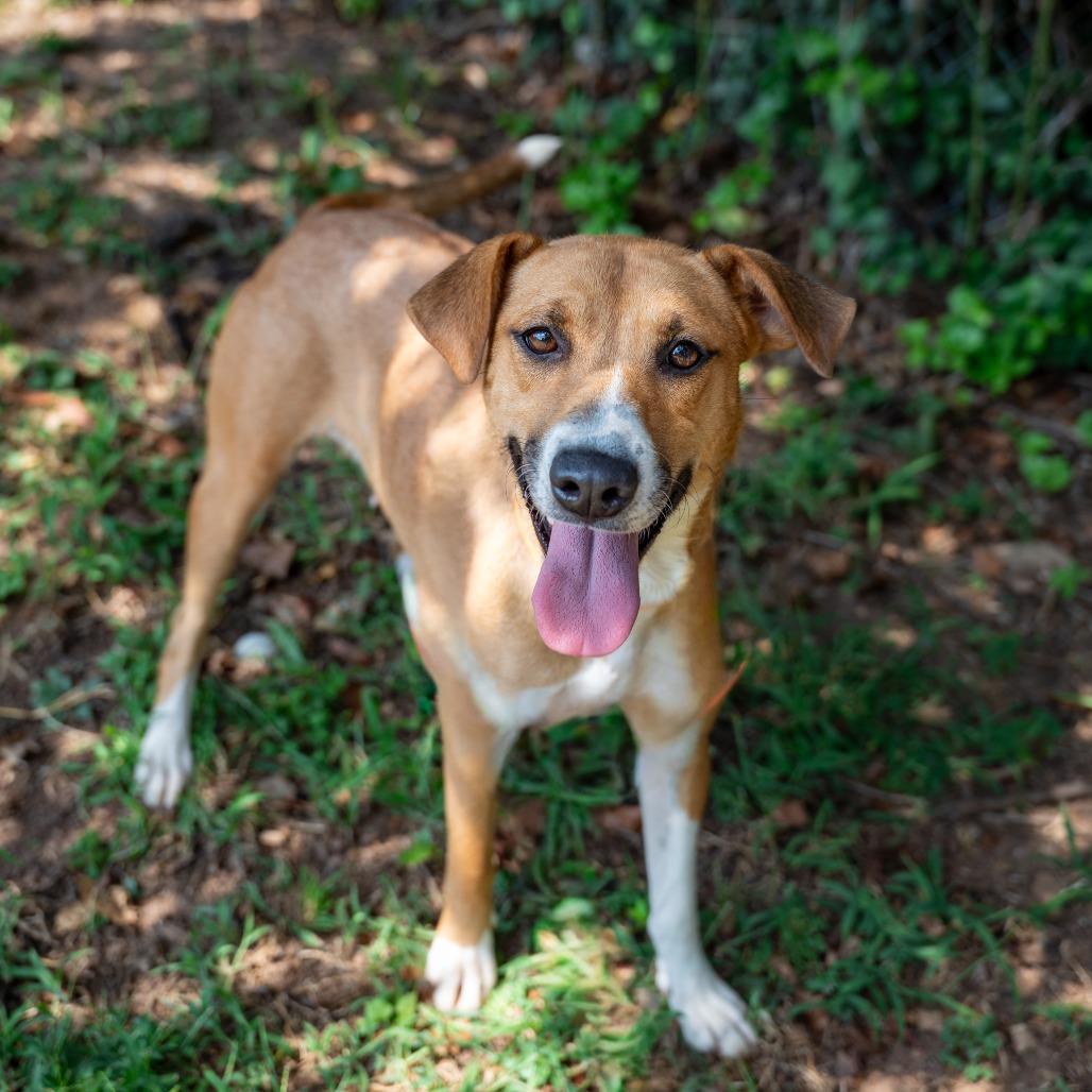 Enlarge Laura, a Adoptable mixed breed in Gainesville, GA image 2/3