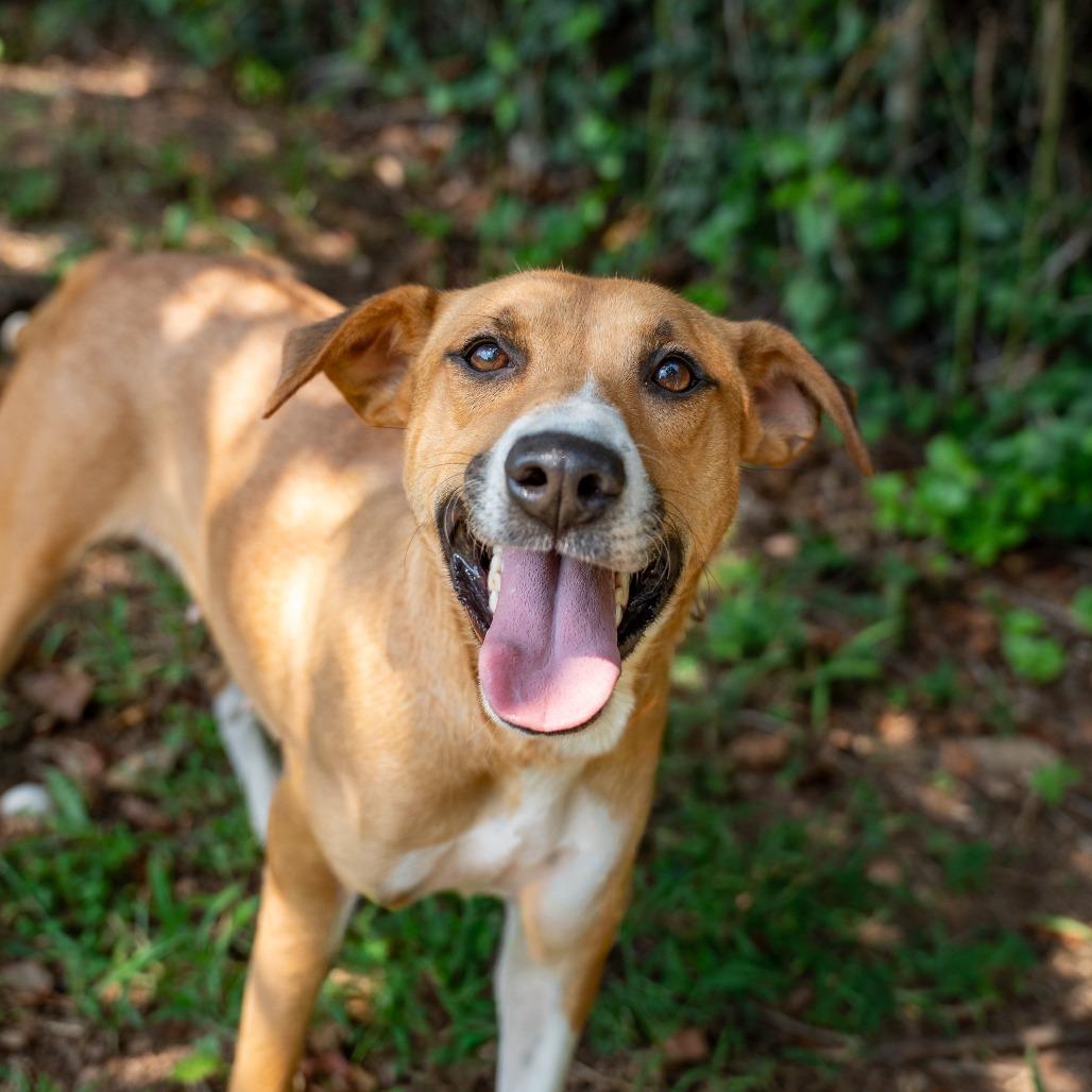 Enlarge Laura, a Adoptable mixed breed in Gainesville, GA image 3/3