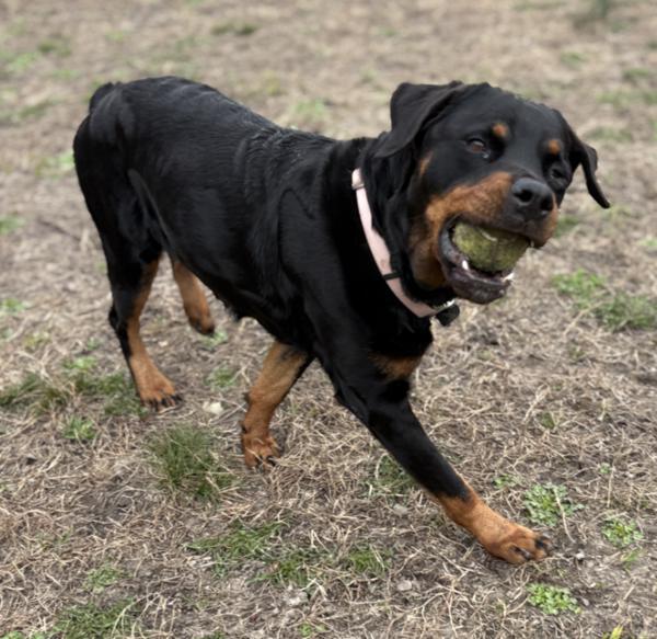 Enlarge Diamond, a Adoptable mixed breed in Virginia Beach, VA image 1/1