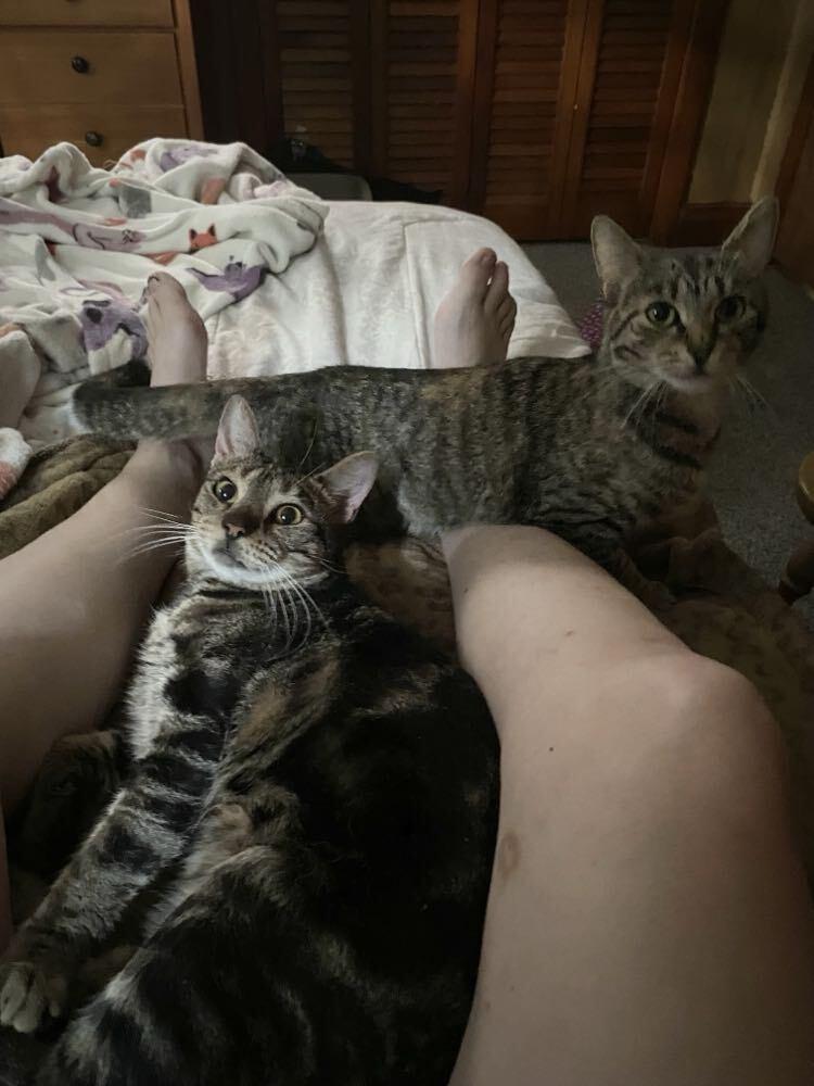 Enlarge Storm, a Adoptable mixed breed in Oakville, CT image 1/6