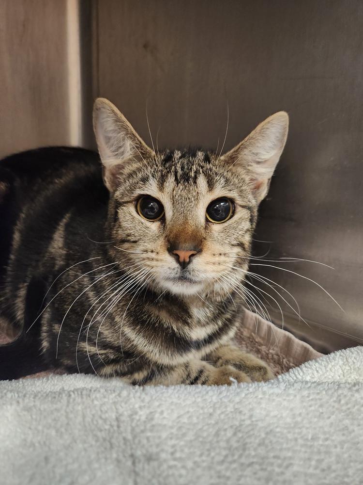 Enlarge Storm, a Adoptable mixed breed in Oakville, CT image 2/6