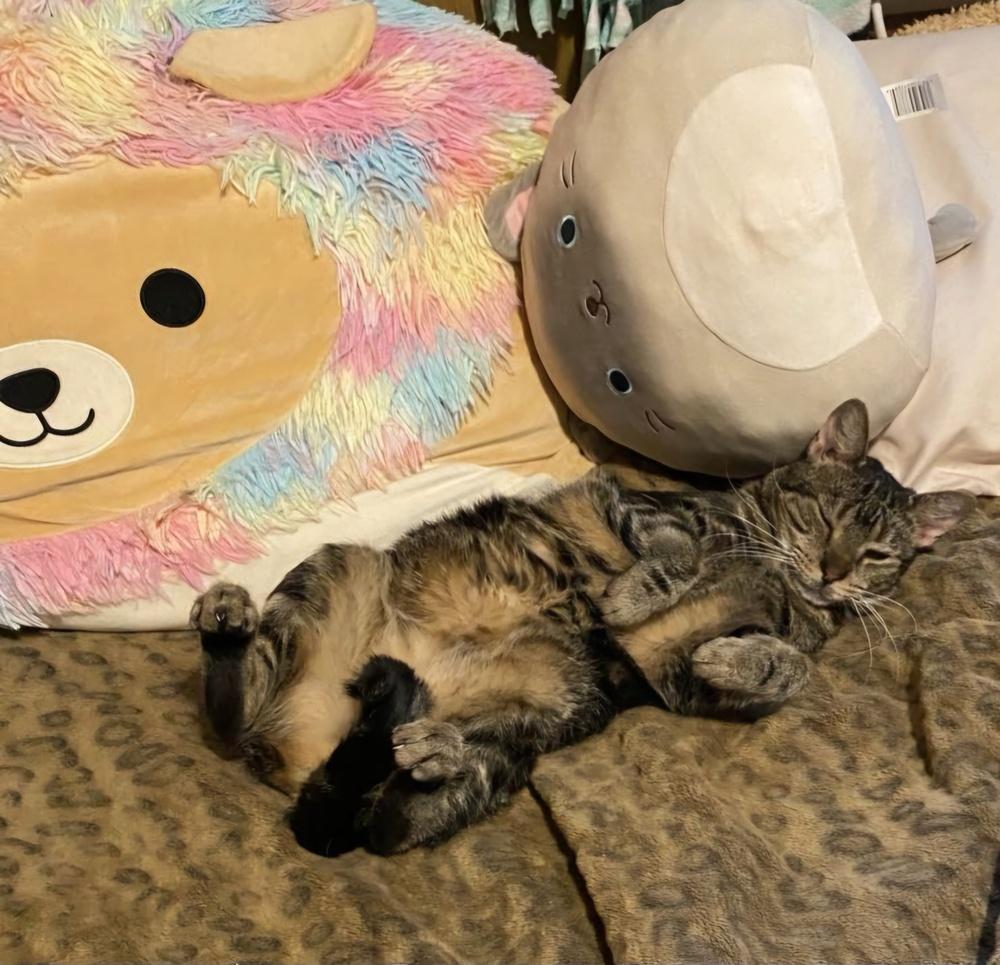 Enlarge Storm, a Adoptable mixed breed in Oakville, CT image 3/6