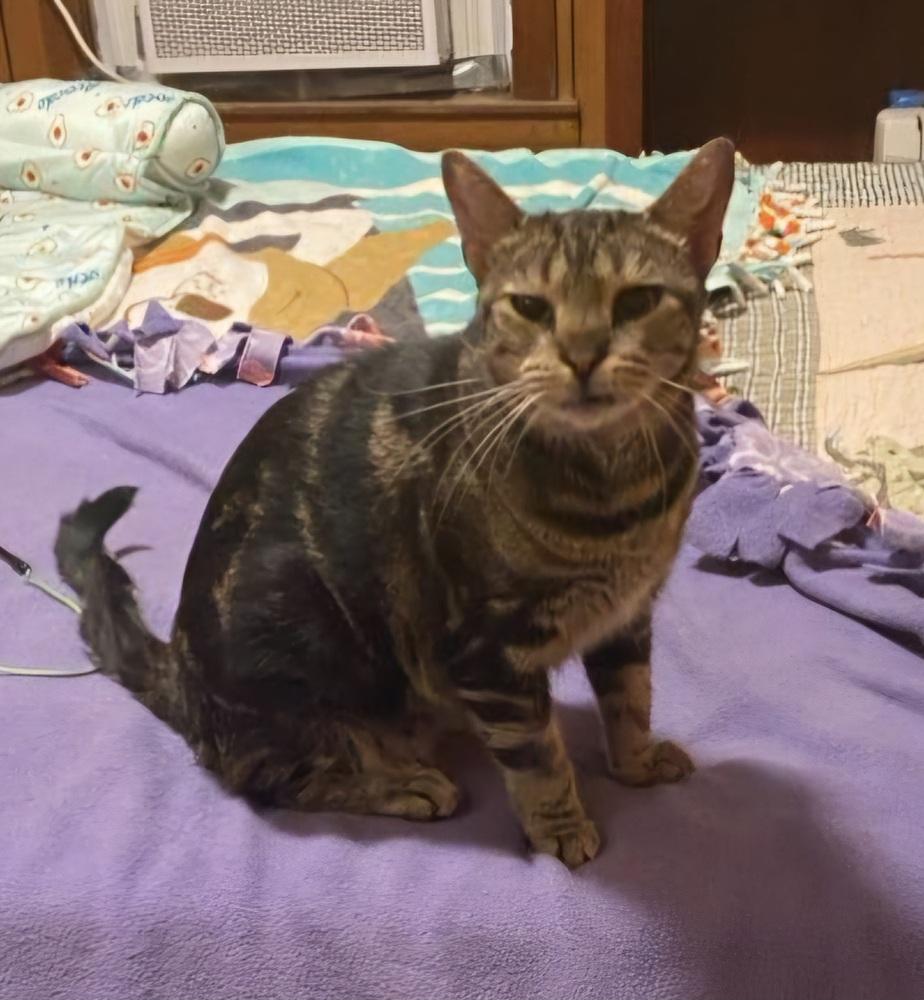 Enlarge Storm, a Adoptable mixed breed in Oakville, CT image 4/6