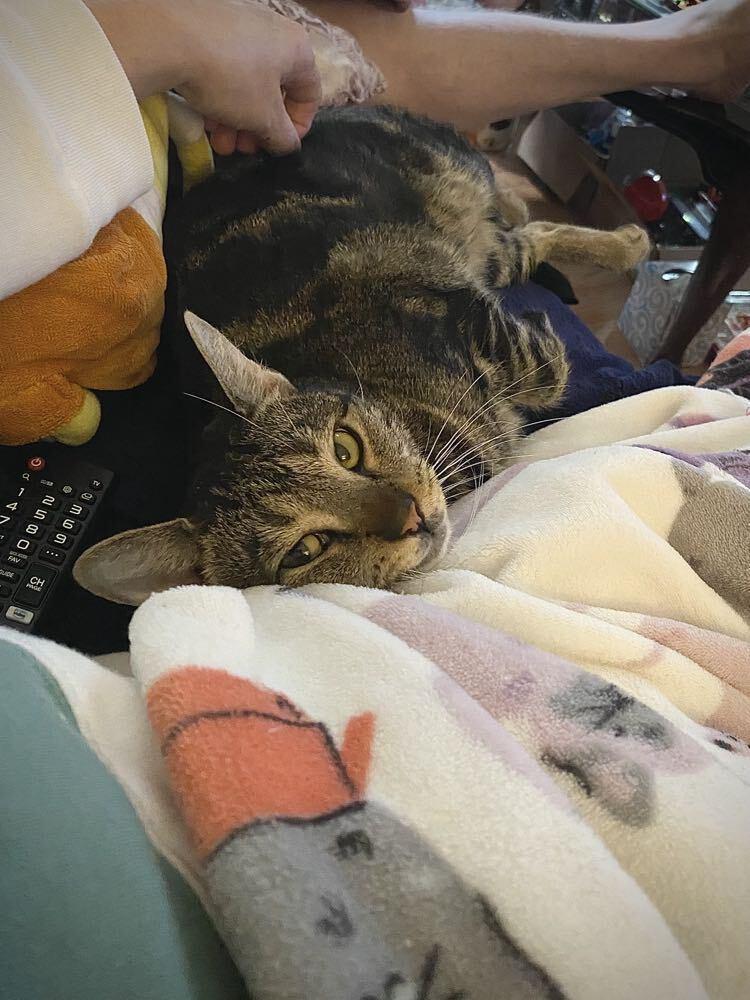 Storm, Adoptable, Adult Female Domestic Short Hair.