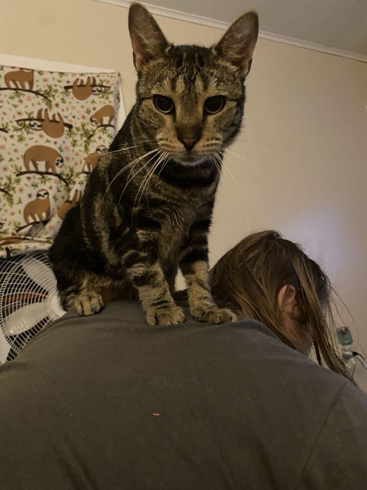 Enlarge Storm, a Adoptable mixed breed in Oakville, CT image 6/6