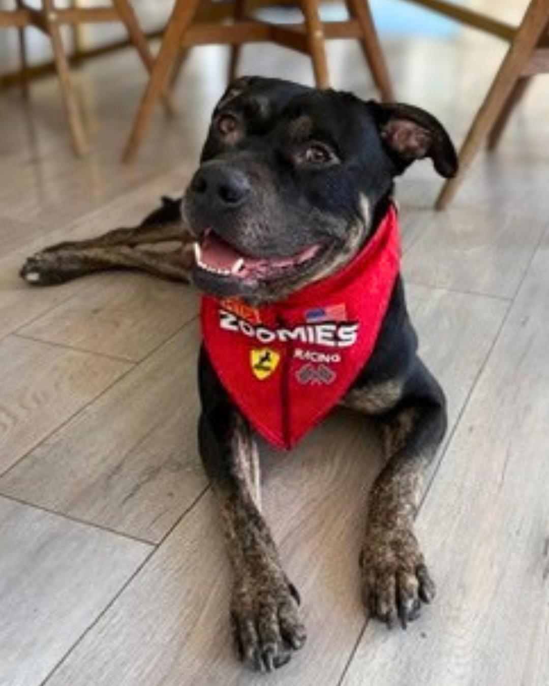 Enlarge Jasper (aka Zoomies), a Adoptable mixed breed in Valley Village, CA image 4/6