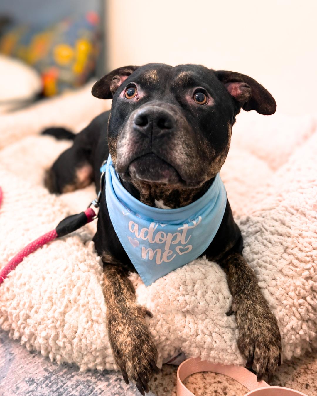 Enlarge Jasper (aka Mr. Brindle Socks), a Adoptable mixed breed in Valley Village, CA image 4/6
