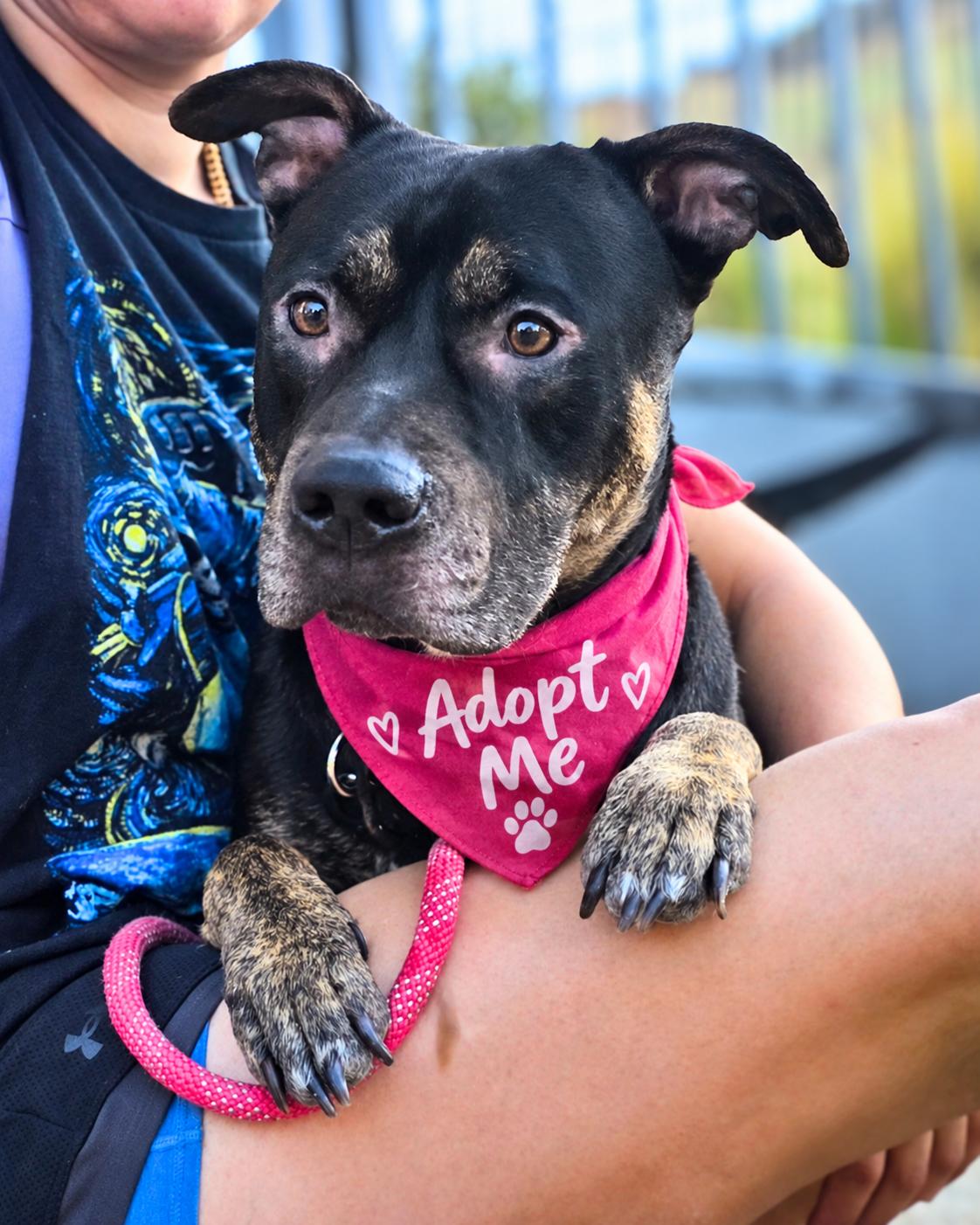 Jasper (aka Mr. Brindle Socks), Adoptable, Young Male Tennessee Treeing Brindle & Pit Bull Terrier.