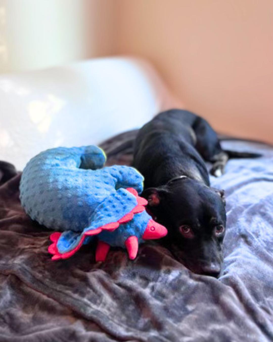 Enlarge Jasper (aka Mr. Brindle Socks), a Adoptable mixed breed in Valley Village, CA image 3/6