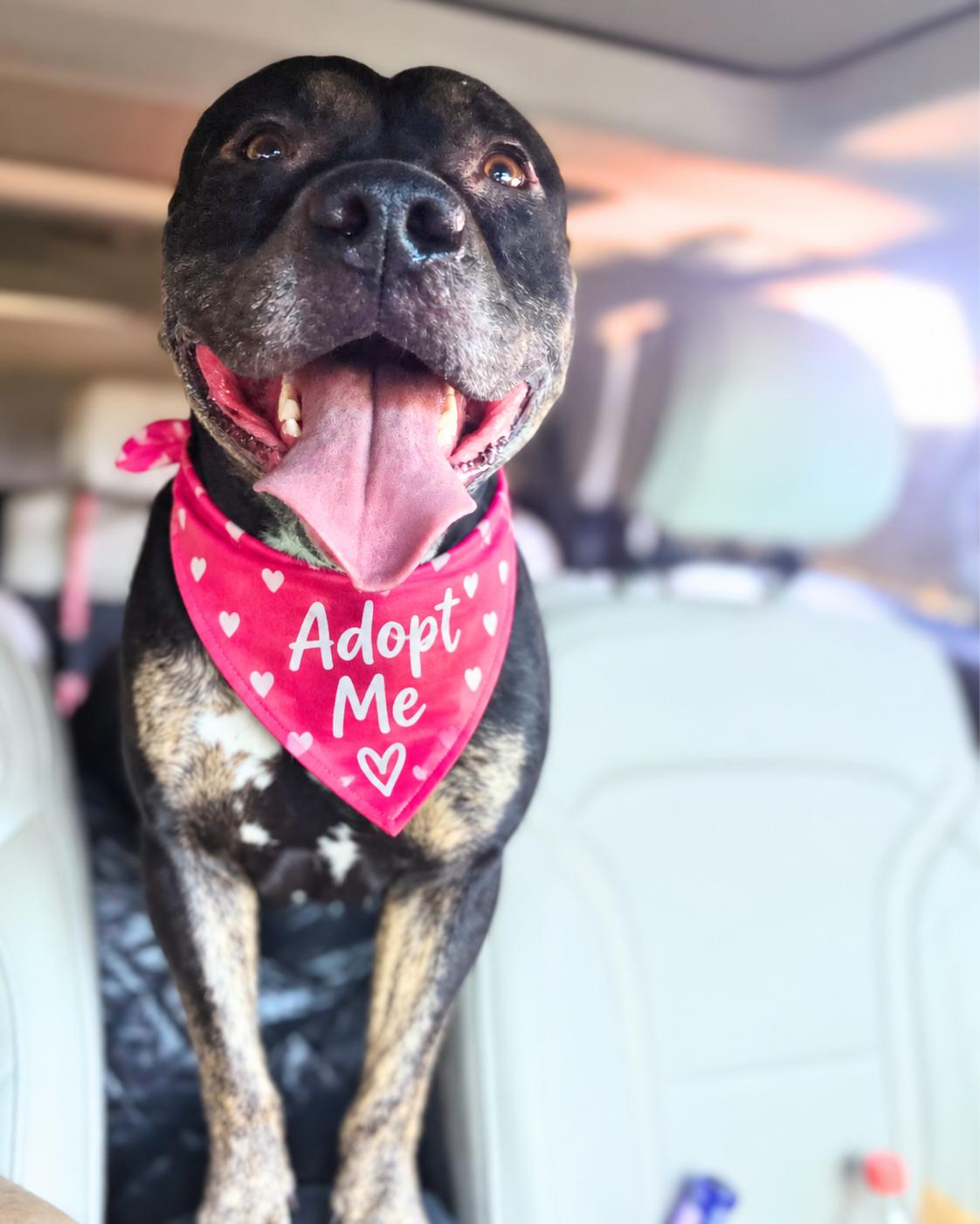 Enlarge Jasper (aka Mr. Brindle Socks), a Adoptable mixed breed in Valley Village, CA image 6/6