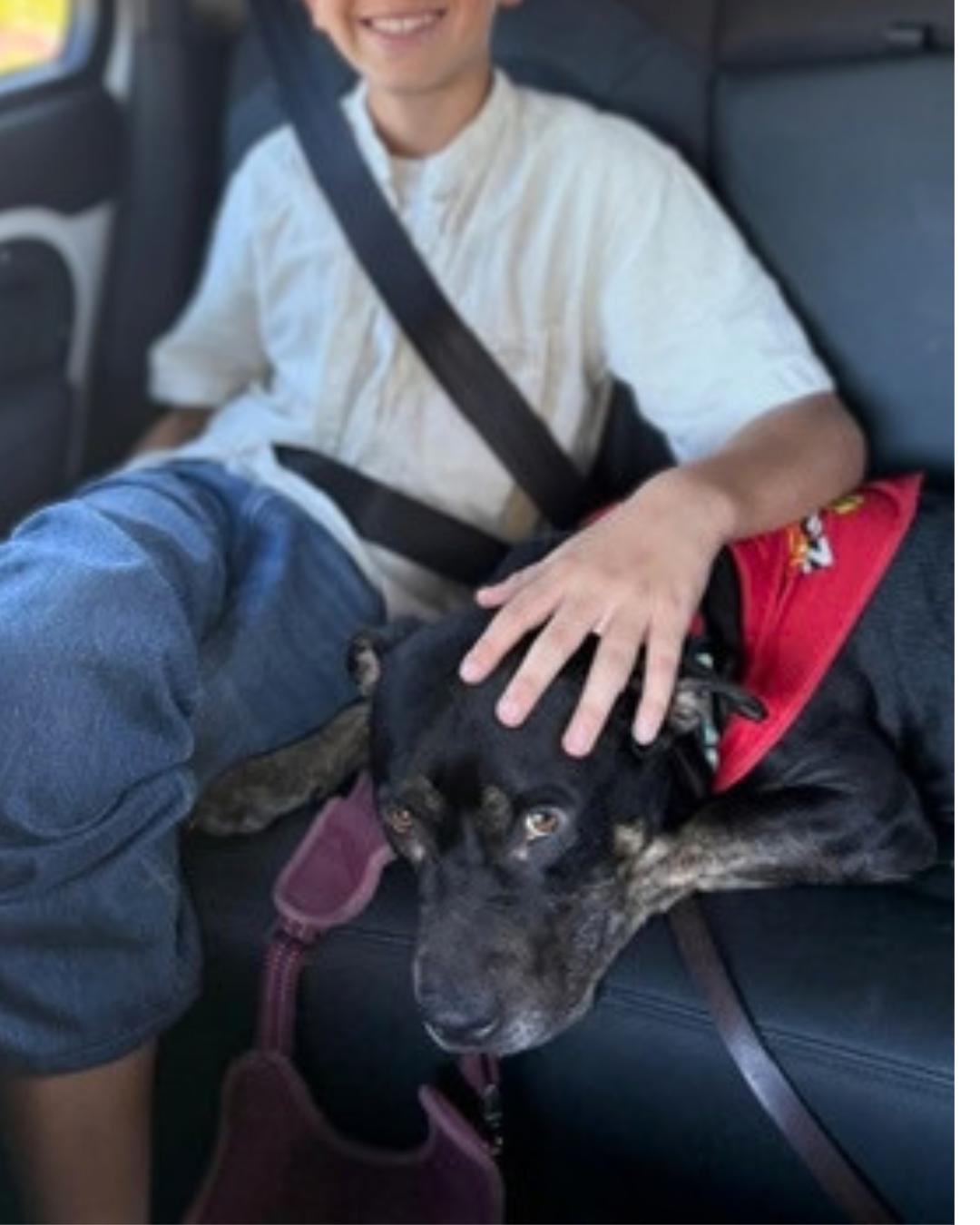 Enlarge Jasper (aka Zoomies), a Adoptable mixed breed in Valley Village, CA image 2/6