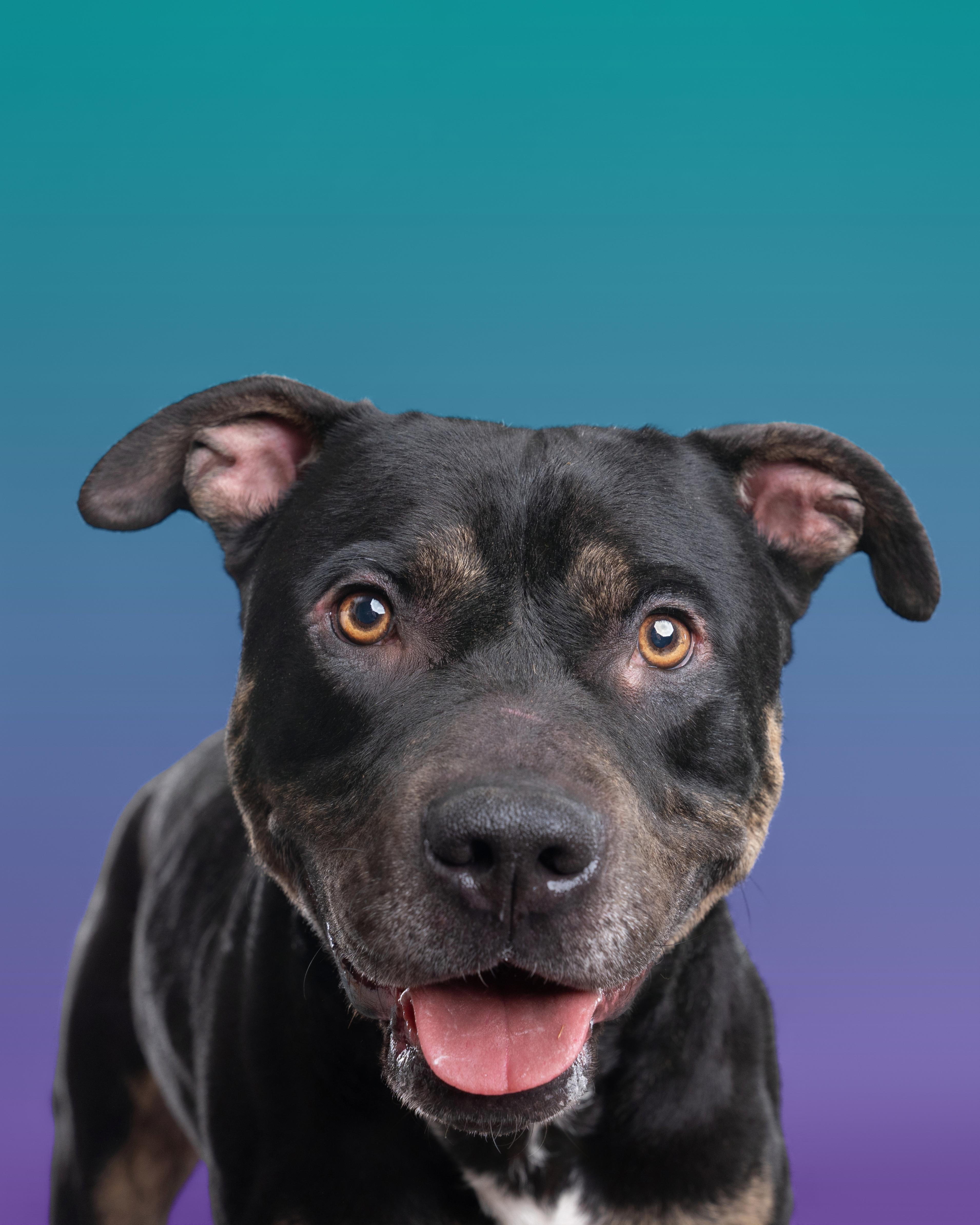 Enlarge Jasper (aka Zoomies), a Adoptable mixed breed in Valley Village, CA image 5/6