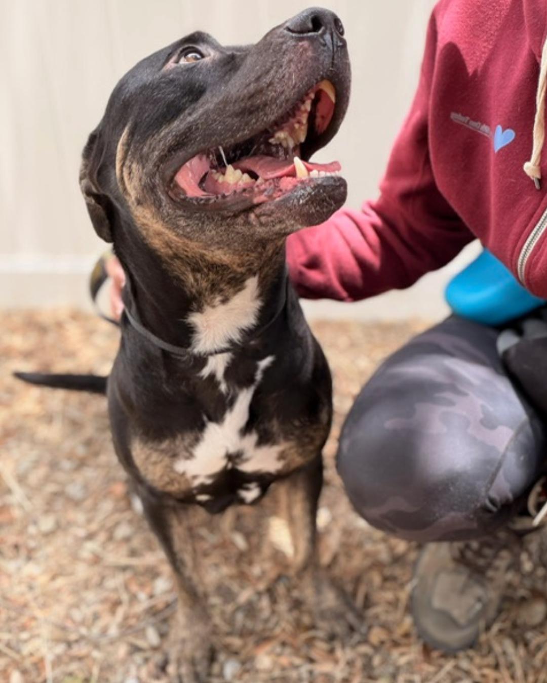 Enlarge Jasper (aka Mr. Brindle Socks), a Adoptable mixed breed in Valley Village, CA image 2/6