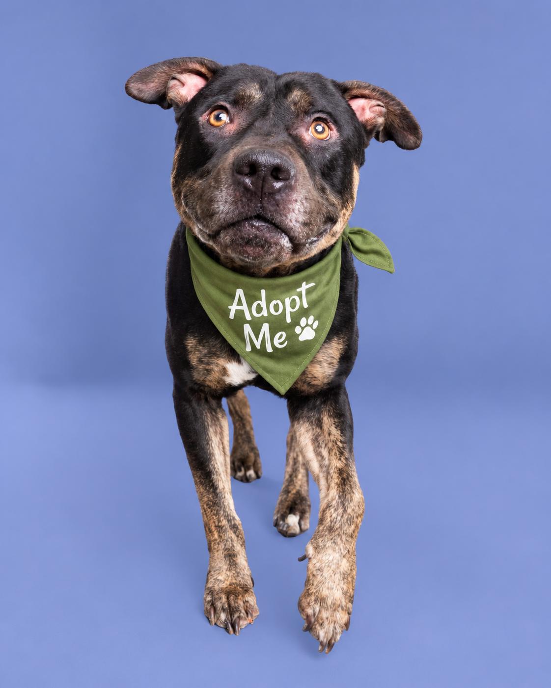 Enlarge Jasper (aka Zoomies), a Adoptable mixed breed in Valley Village, CA image 1/6