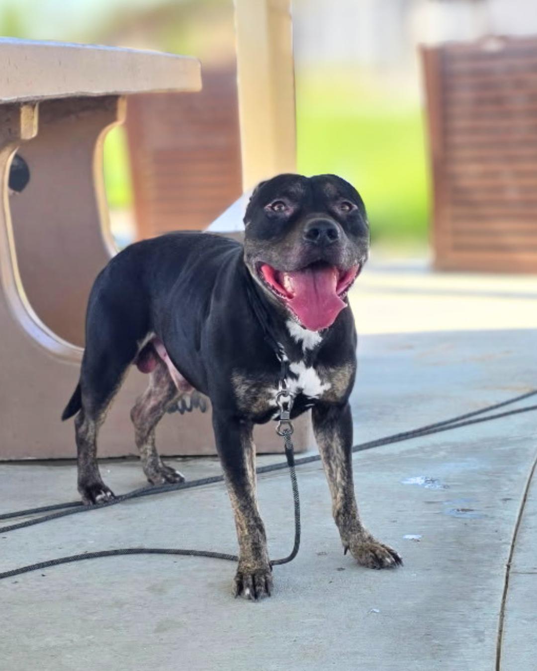 Enlarge Jasper (aka Mr. Brindle Socks), a Adoptable mixed breed in Valley Village, CA image 5/6