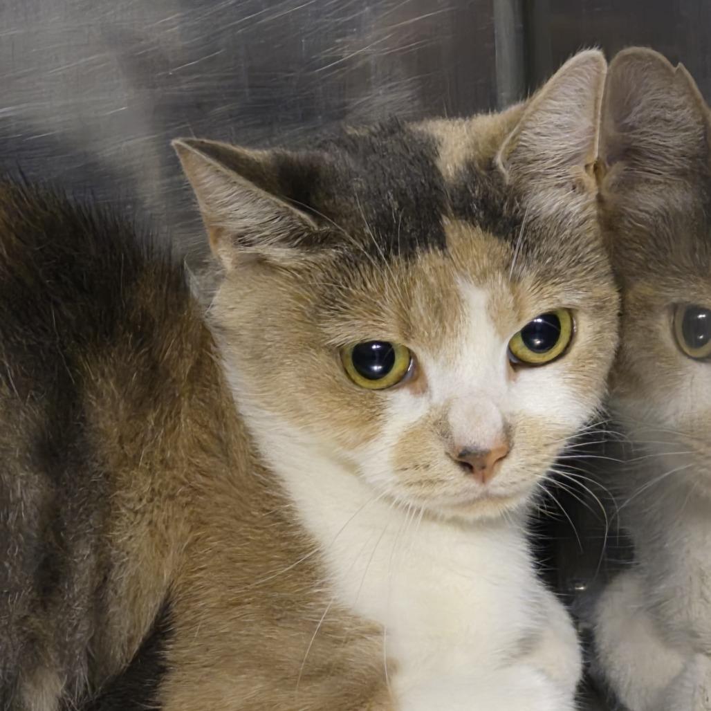 Cora vinic, Adoptable, Adult Female Domestic Short Hair.