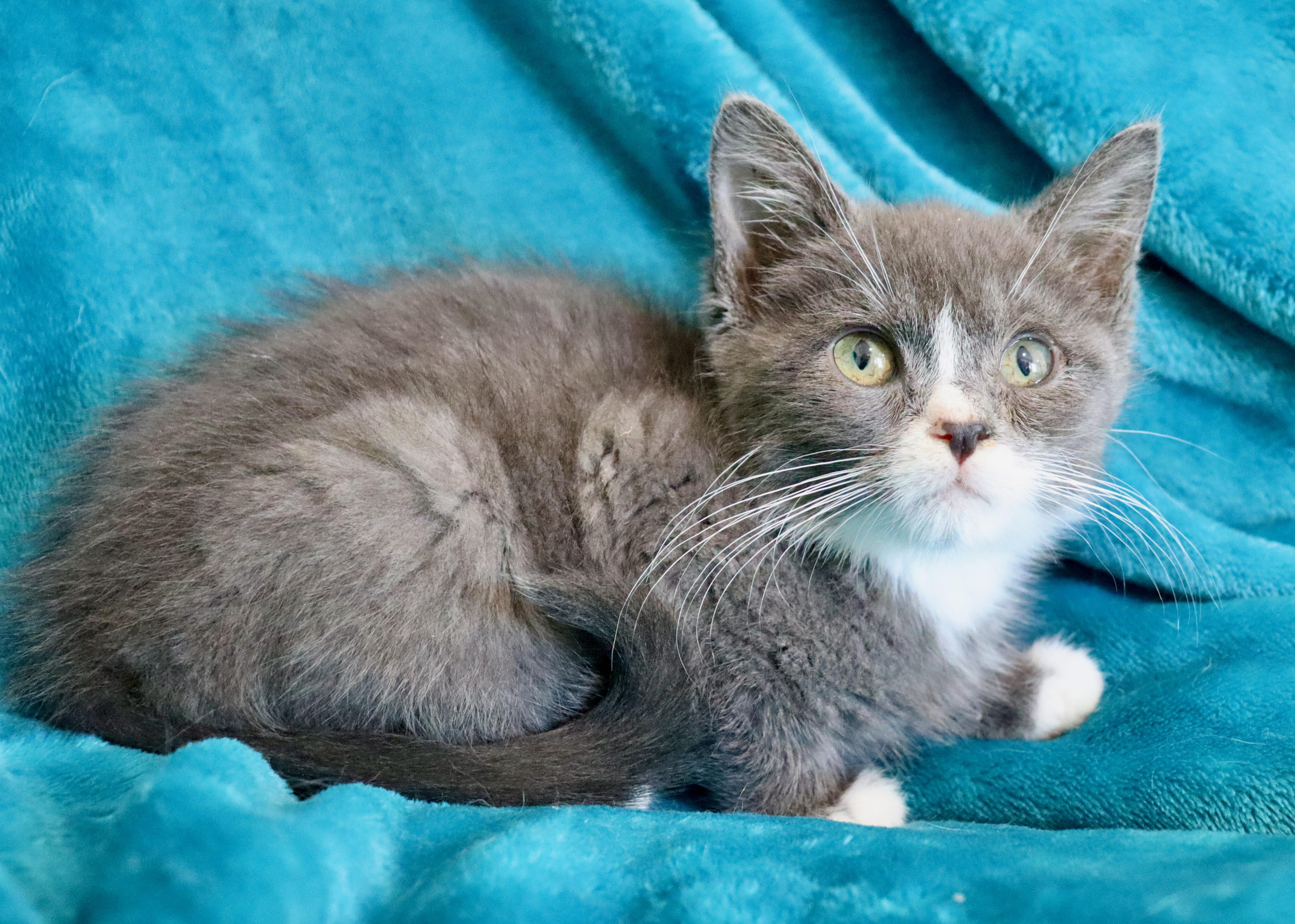 Theodore, adopted, Kitten Male Russian Blue & Tuxedo.