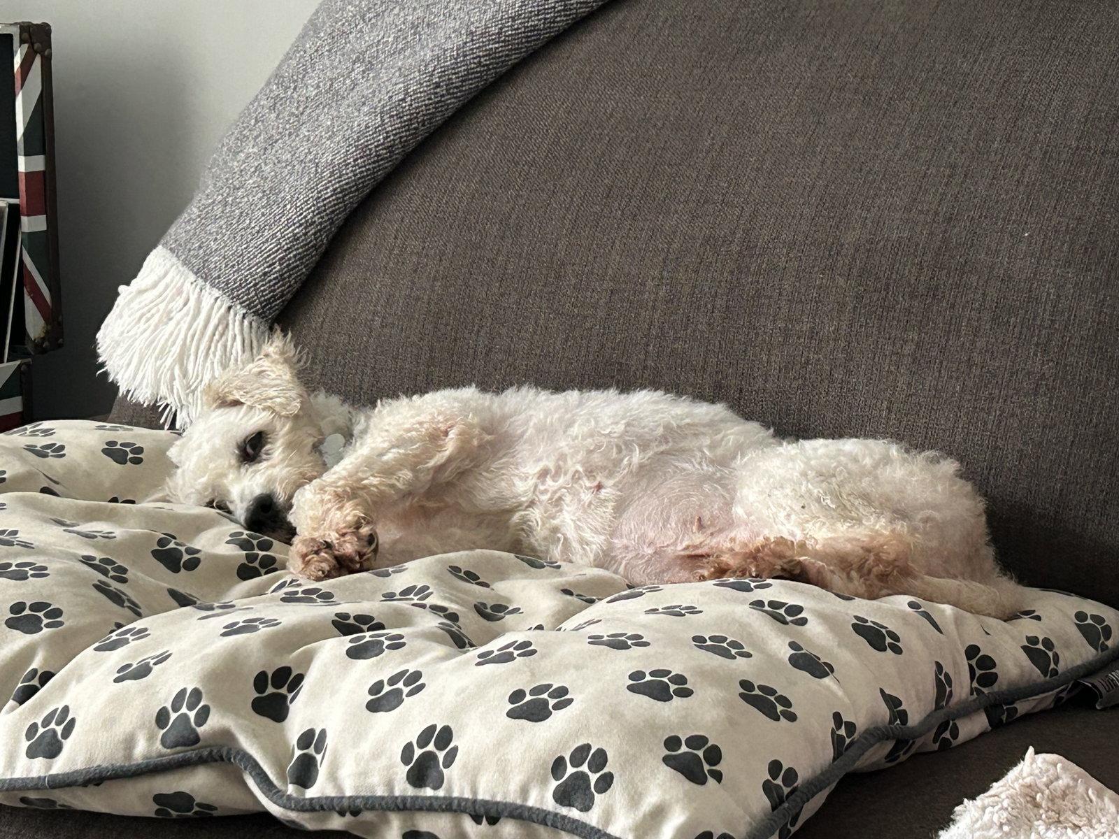 Enlarge Pennie 4850, a Adoptable Bichon Frise in Pickering, ON image 2/3