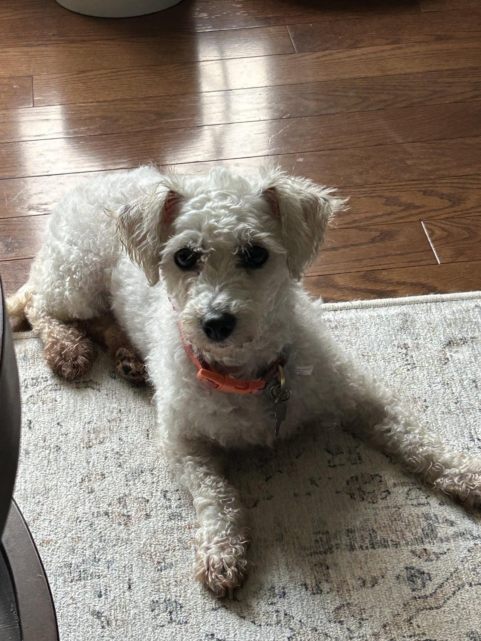 Enlarge Pennie 4850, a Adoptable Bichon Frise in Pickering, ON image 3/3