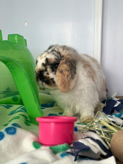 Enlarge Sparkle, a Adoptable Holland Lop in Chicago, IL image 1/3