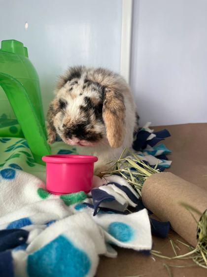 Enlarge Sparkle, a Adoptable Holland Lop in Chicago, IL image 2/3