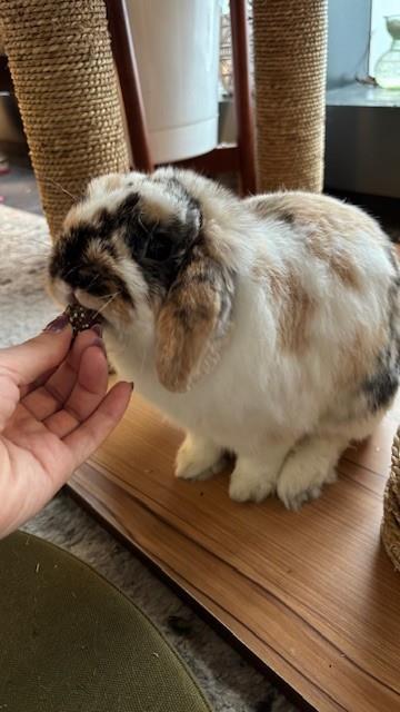 Enlarge Sparkle, a Adoptable Holland Lop in Chicago, IL image 3/3