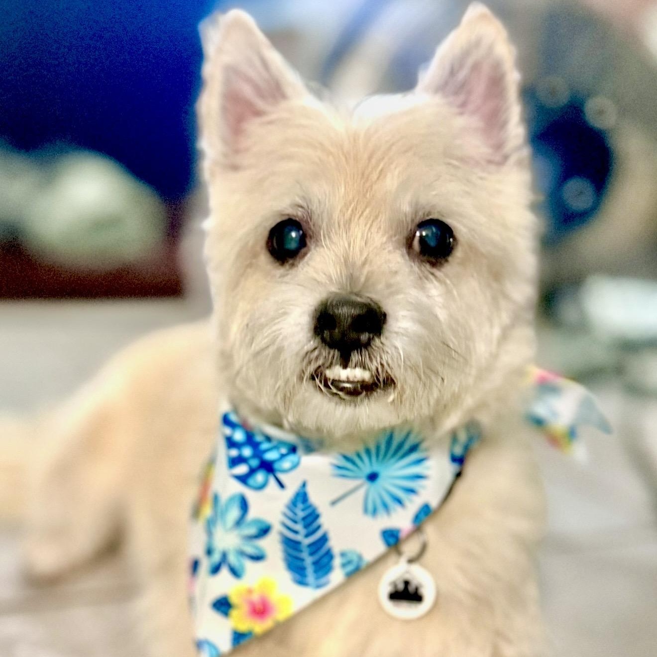 Enlarge Eli, a ADOPTABLE mixed breed in Santa Monica, CA image 2/6