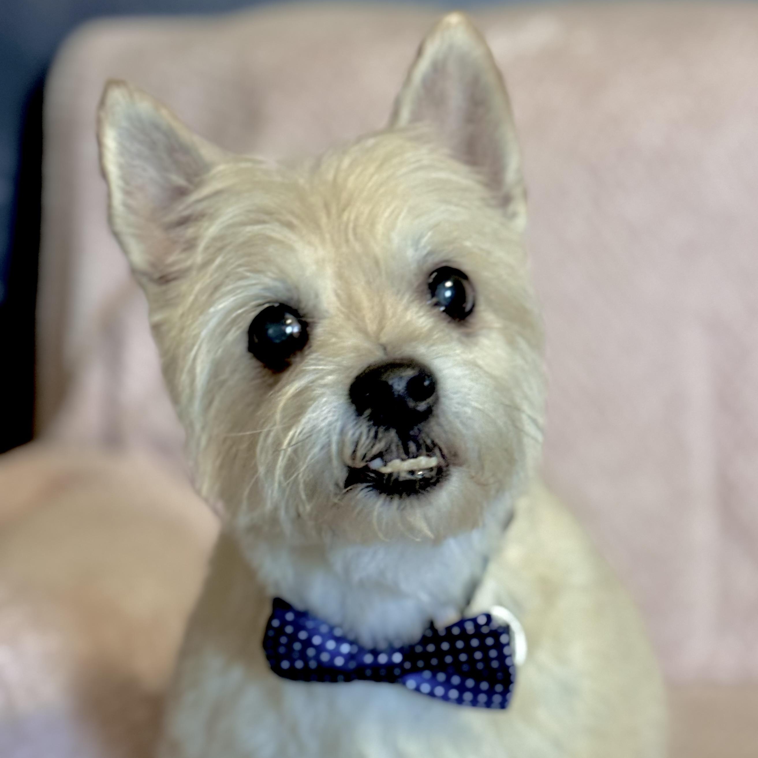 Enlarge Eli, a ADOPTABLE mixed breed in Santa Monica, CA image 4/6