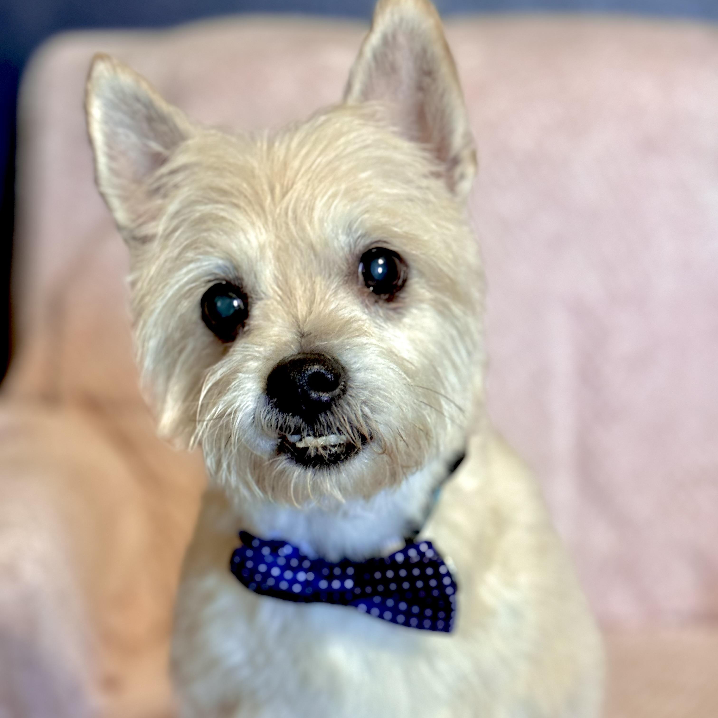 Enlarge Eli, a ADOPTABLE mixed breed in Santa Monica, CA image 3/6