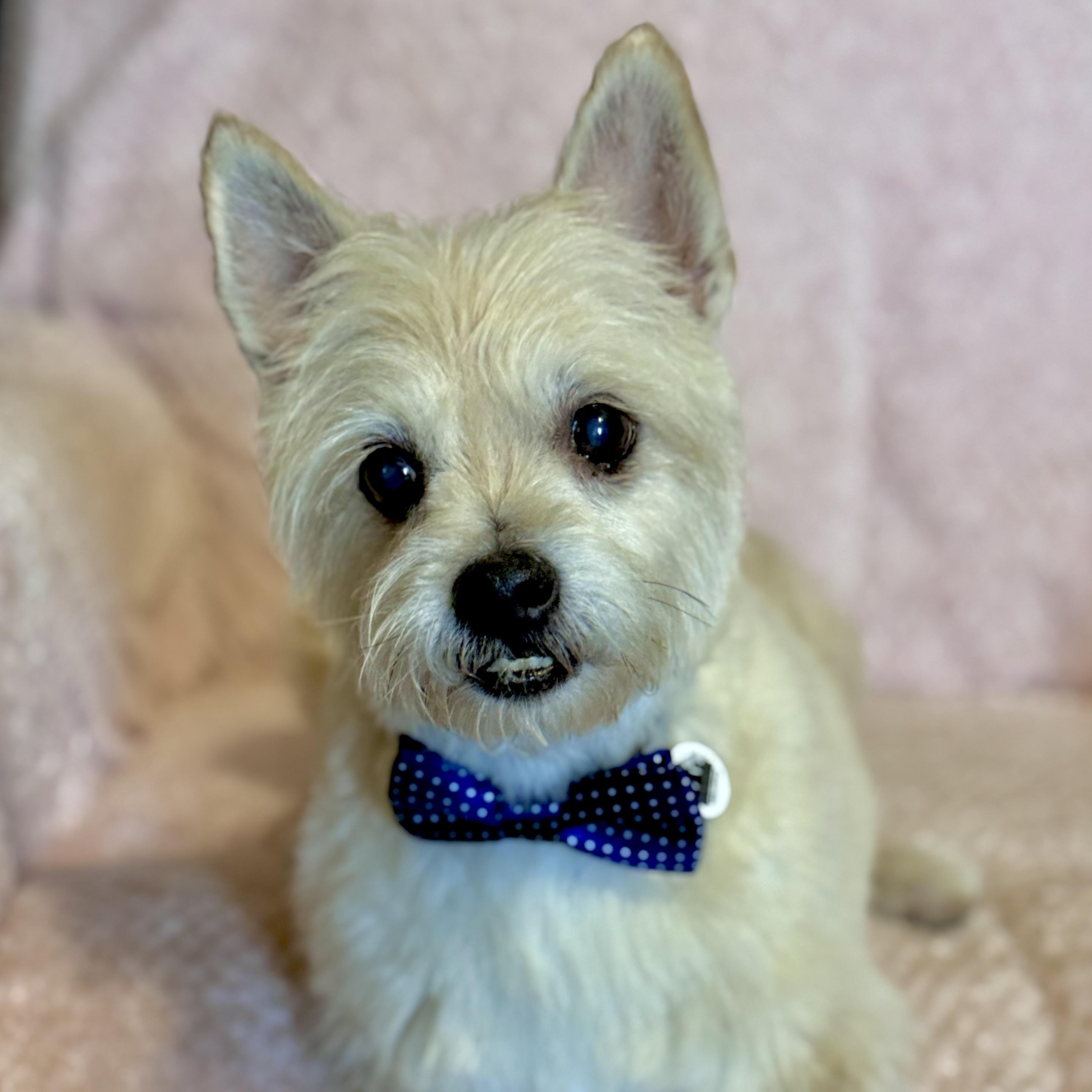 Enlarge Eli, a ADOPTABLE mixed breed in Santa Monica, CA image 1/6