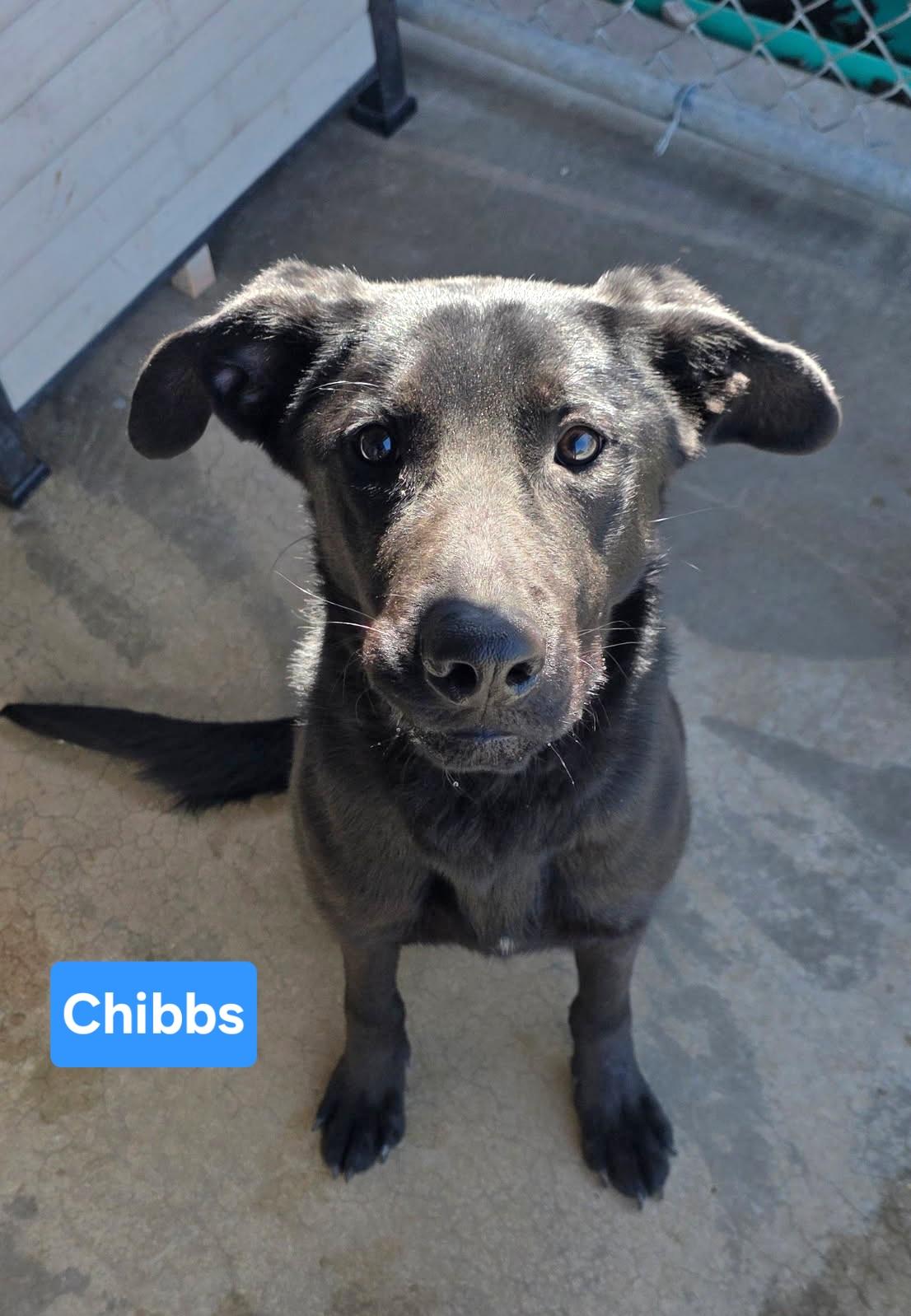 Chibbs, adopted, Young Male Labrador Retriever & German Shepherd Dog.