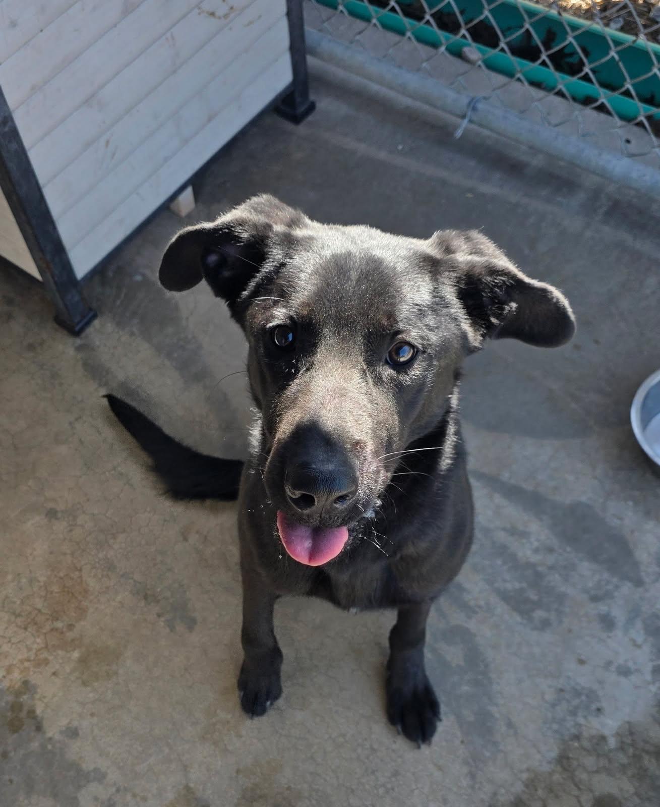 Enlarge Chibbs, an adopted mixed breed in Clinton, MO image 2/2