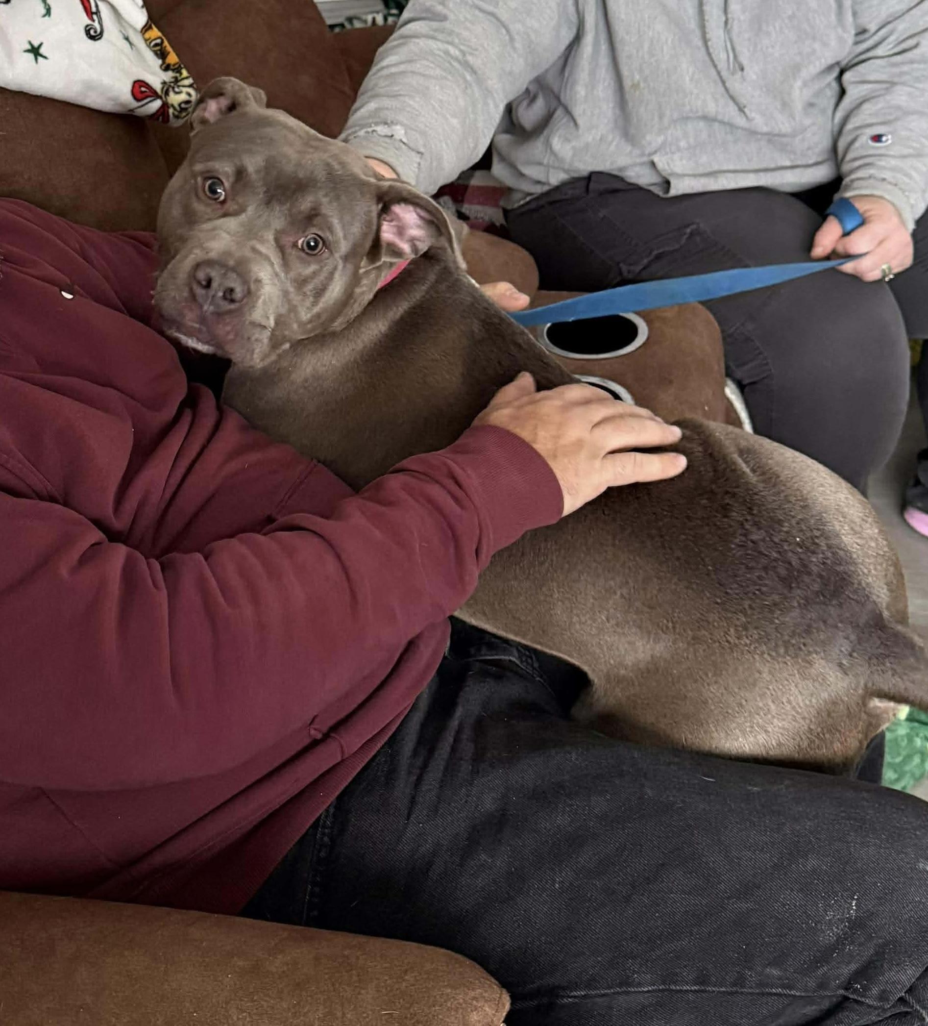 Mazda, Adopted, Young Male Pit Bull Terrier.