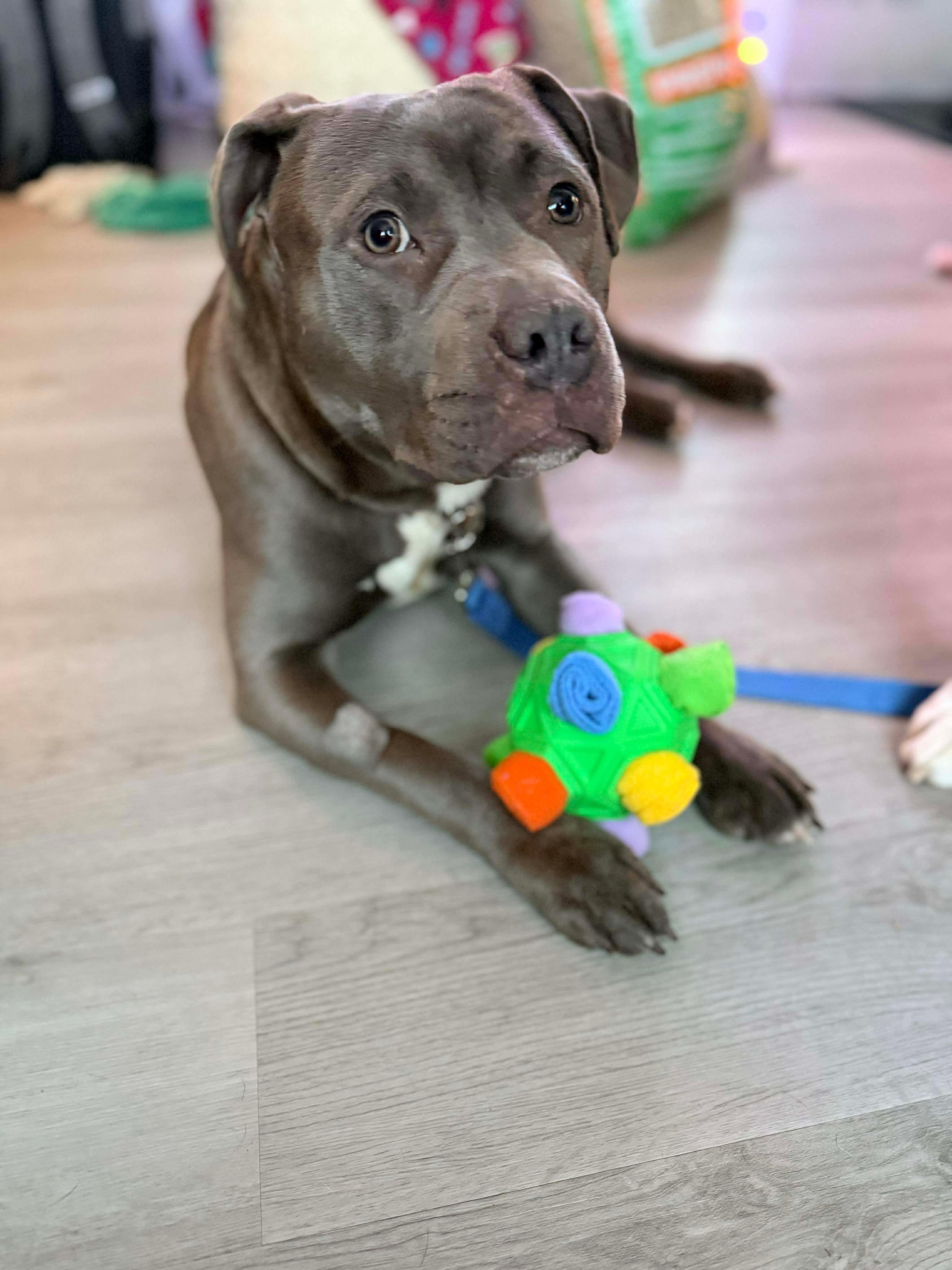 Mazda, a Adopted mixed breed in Glover, VT image 5/6