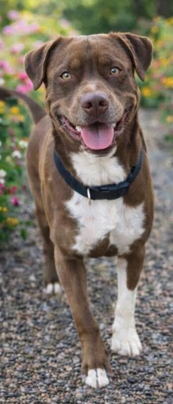 Enlarge Gram, an adopted mixed breed in Darien, GA image 1/1