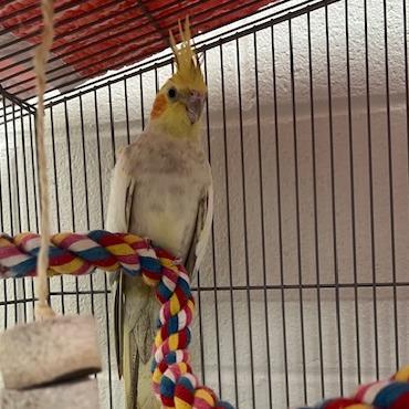 Lemon, Adoptable, Adult Female Cockatiel.