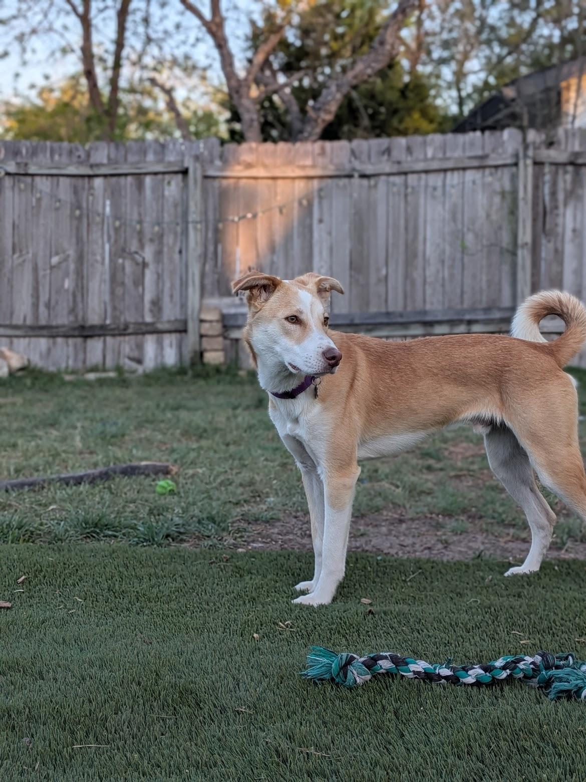 Enlarge Odin, a ADOPTABLE mixed breed in St. Joseph, MI image 1/1