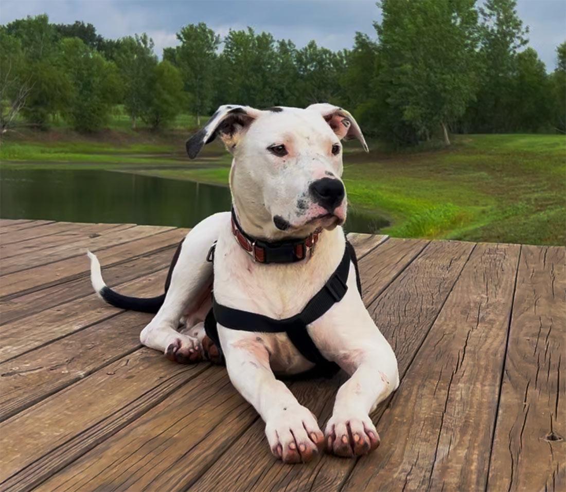 Enlarge Scout, a ADOPTABLE Pit Bull Terrier in Kansas City, MO image 1/6