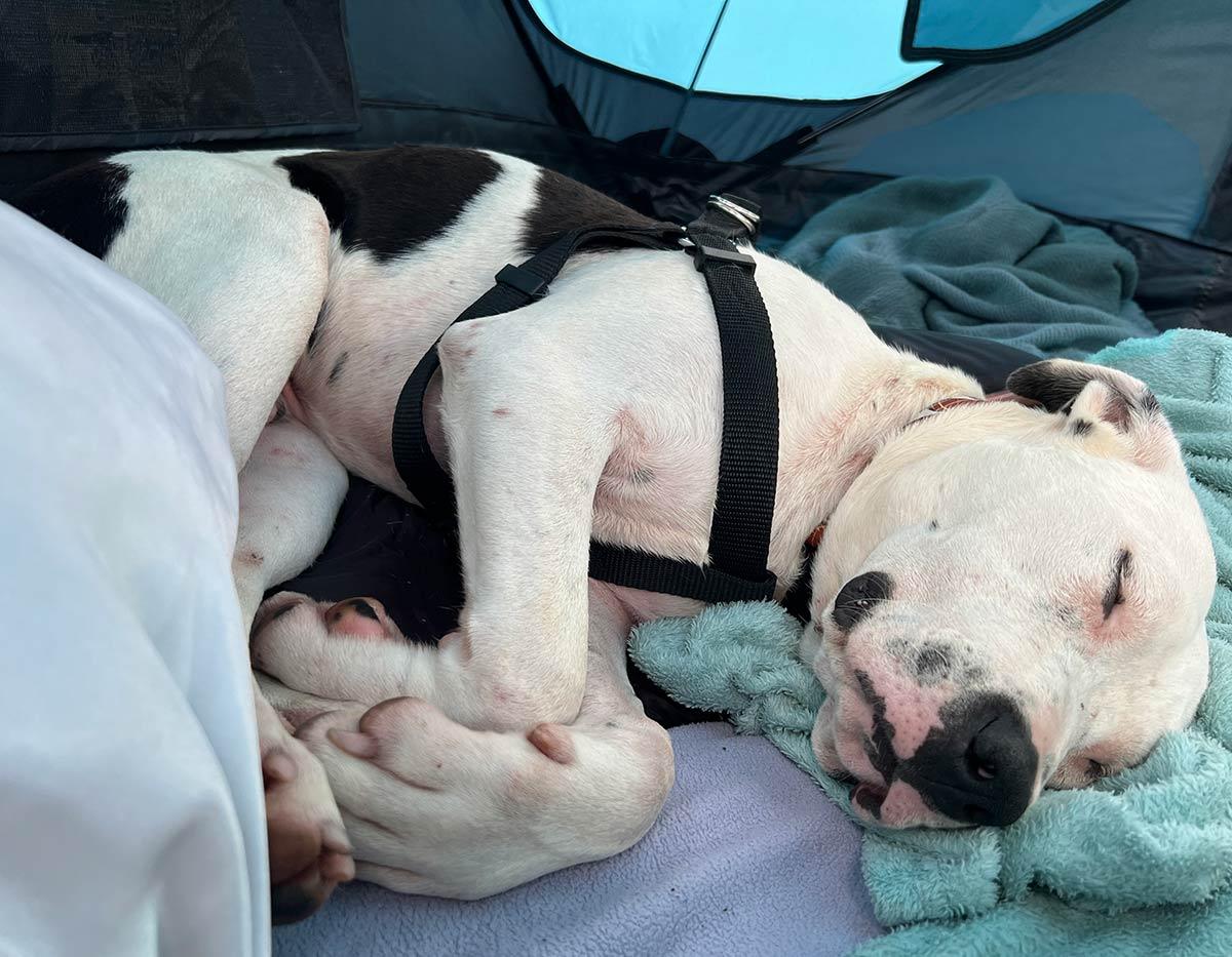 Enlarge Scout, a ADOPTABLE Pit Bull Terrier in Kansas City, MO image 3/6