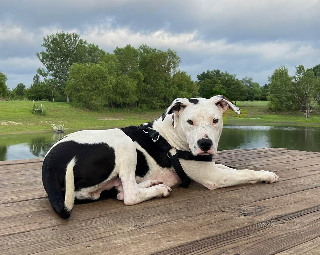 Enlarge Scout, a ADOPTABLE Pit Bull Terrier in Kansas City, MO image 2/6