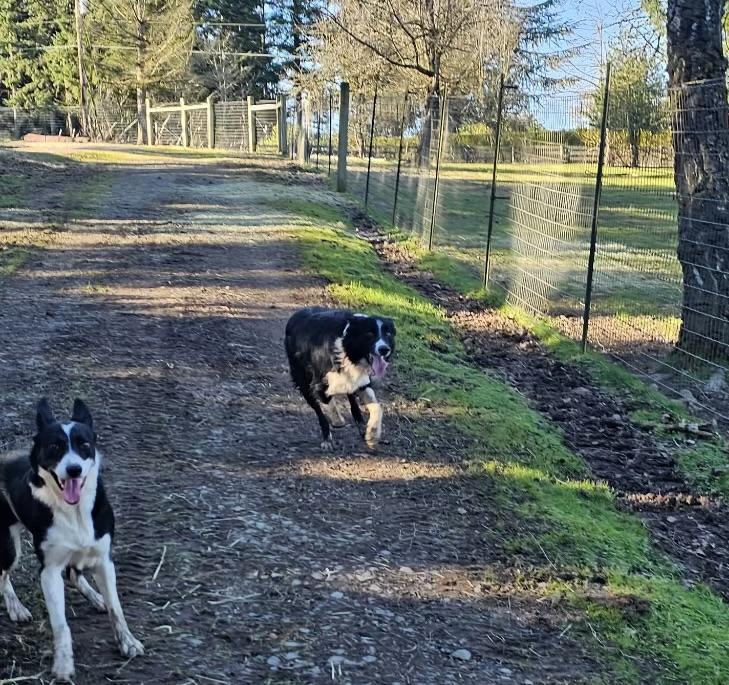 Enlarge Tango, a ADOPTABLE Border Collie in Bend, OR image 4/4